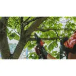 RAIDER R20 Solo Κλαδευτικό αλυσοπρίονο μπαταρίας 20V 1.5kg με λάμα 12cm RDP-YGP20 075761 - Image 5